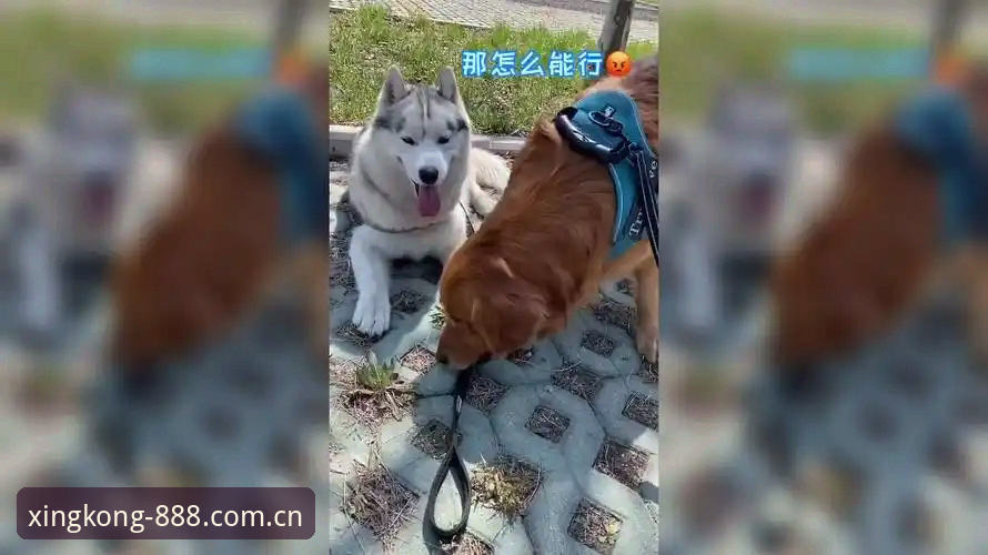 别被"体育APP"三个字骗了，这行水比你想的深